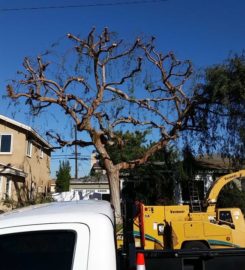 Octavio’s Tree Service & Stump Grinding